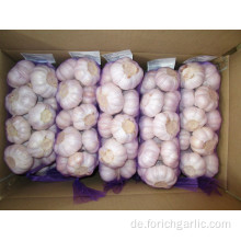 Gemeiner Knoblauch Regular Hybrid Normaler weißer Knoblauch 5.5cm